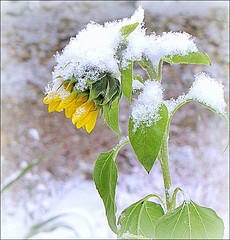 Sonnenblume im Schnee