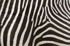 Zebrastreifen